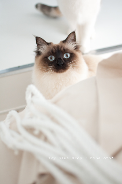 キャットトラピーズ3