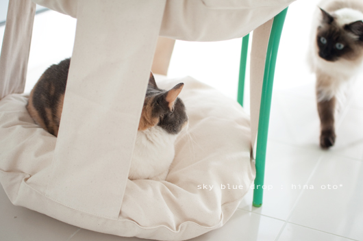 キャットトラピーズ4