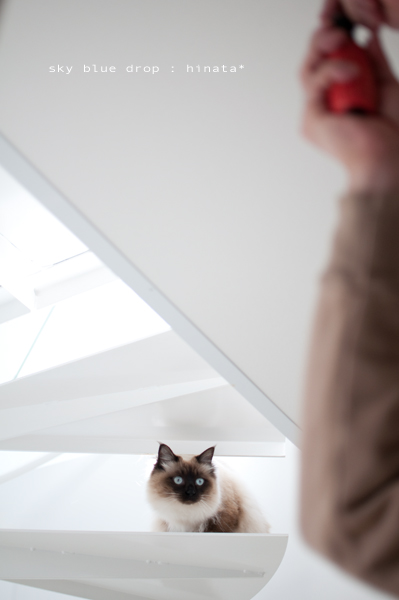 キャットトラピーズ6