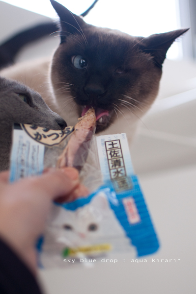 おいしいかお６