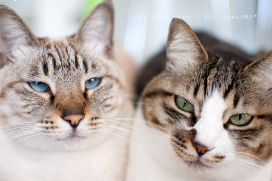 ぷーちんとつくっちゃん2