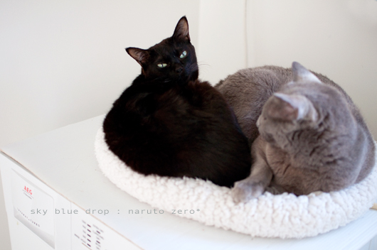 あたらしもんずき