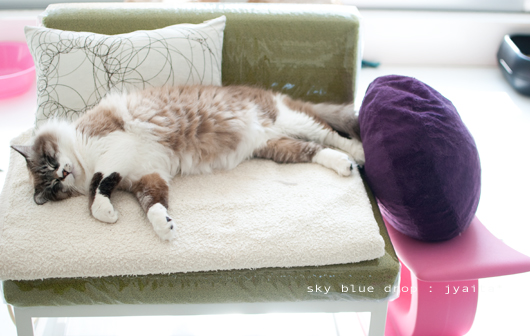 今は腹出して寝てるよ