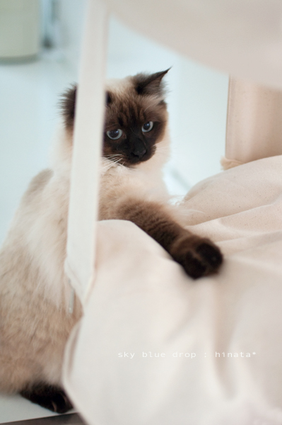 大丈夫かにゃ??