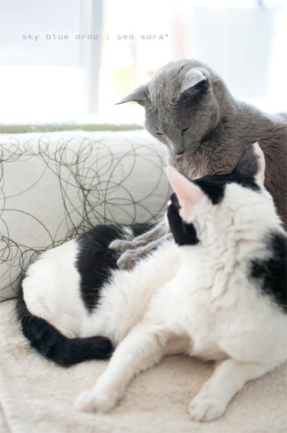 ちがったみたい