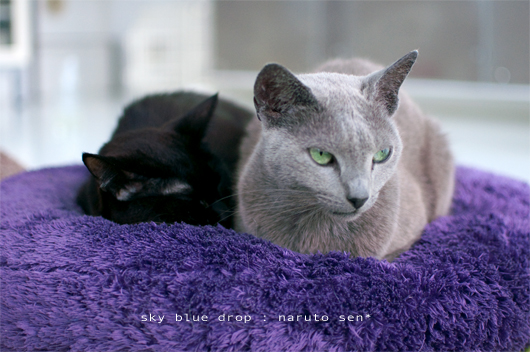 やっぱくろいのんに限る