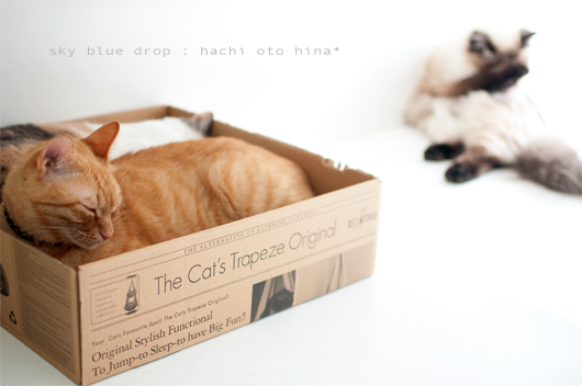 はちみちゅとおっちゃん