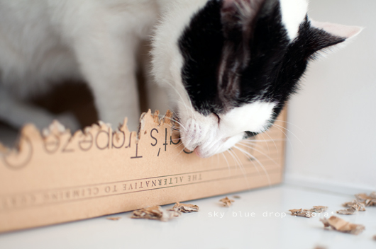 力いっぱいがんばっちょりま!