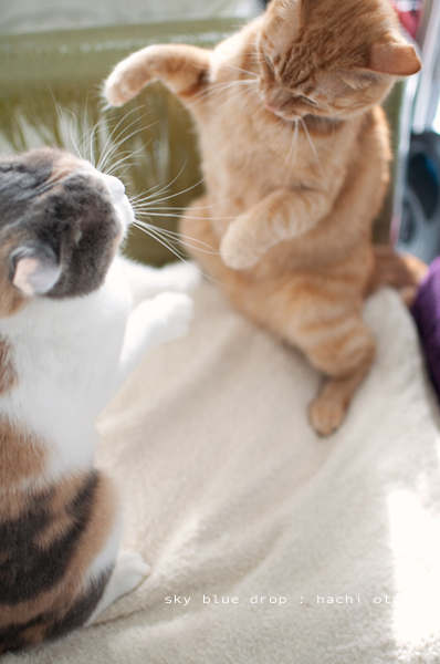 ほっこりバトル１