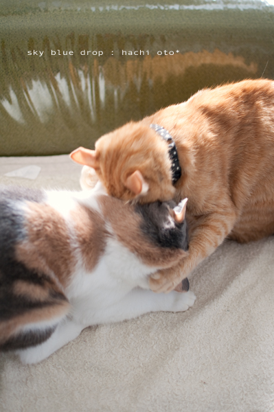 ほっこりバトル２