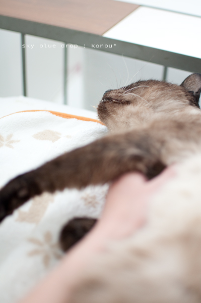 モシャモシャモシャ