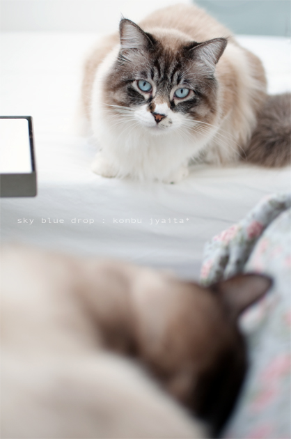 お陰さまで元気でやんす