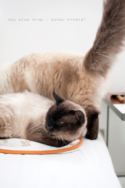 そそくさそそくさ