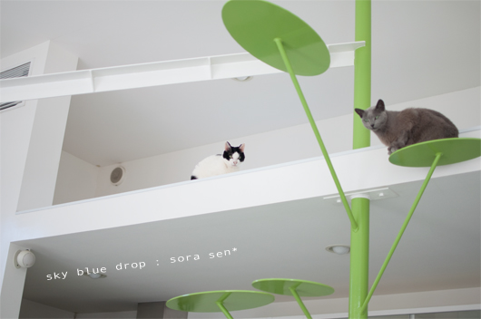 コチラもみている