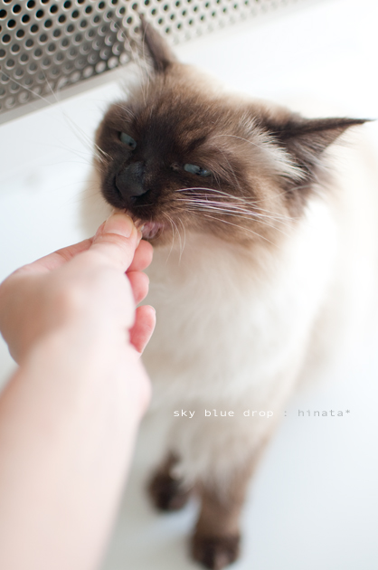 はむはむぶつぶつはむはむ