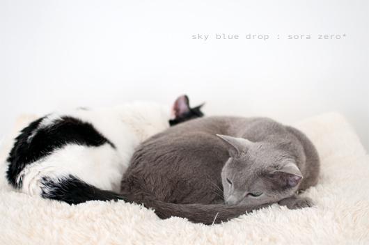 ふかふかわけわけ