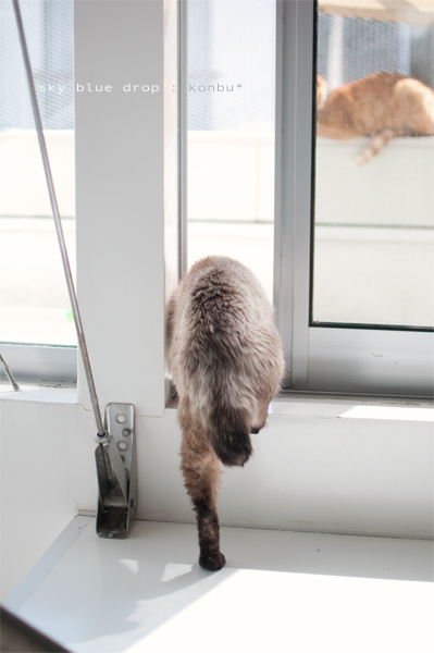 もはや猫に見えず