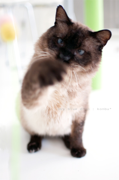 まてまてまてー♪