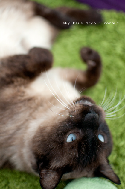 イイコイイコハナマル100万個