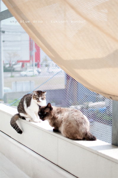 こんぶとつくし2