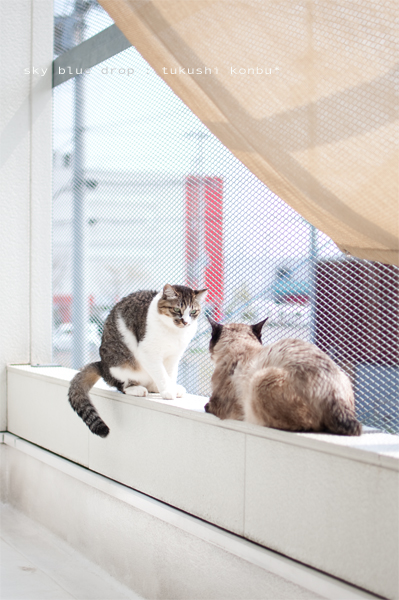 こんぶとつくし3