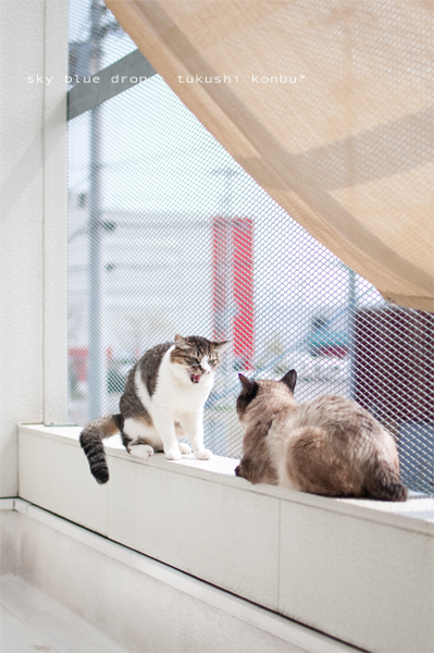 こんぶとつくし4