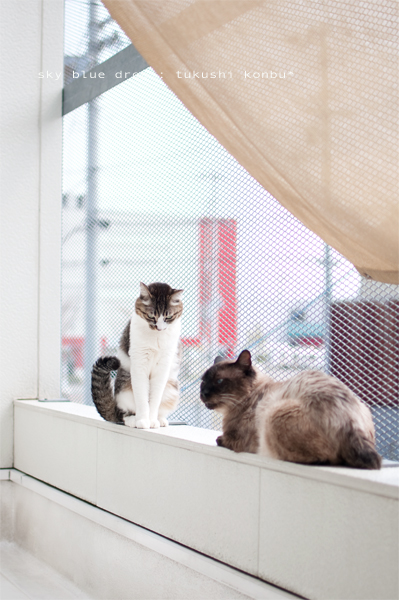 こんぶとつくし5