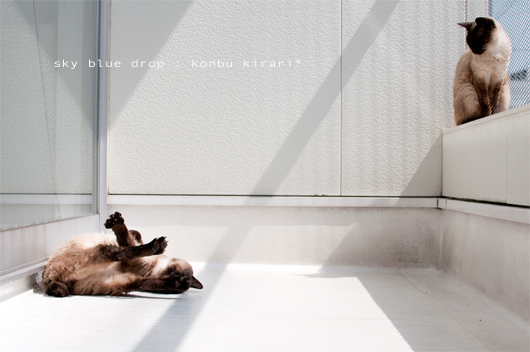 じたばたじたばた