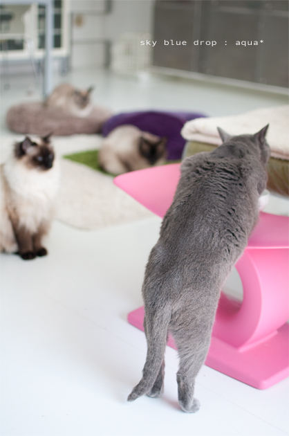 そんな様を観察ちう