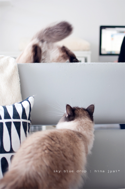 さらに逃げるちっぽ