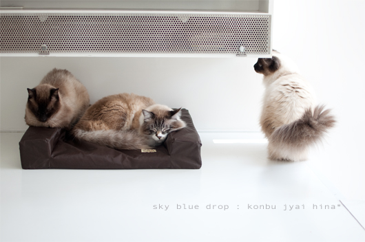 じぃーーーーー☆