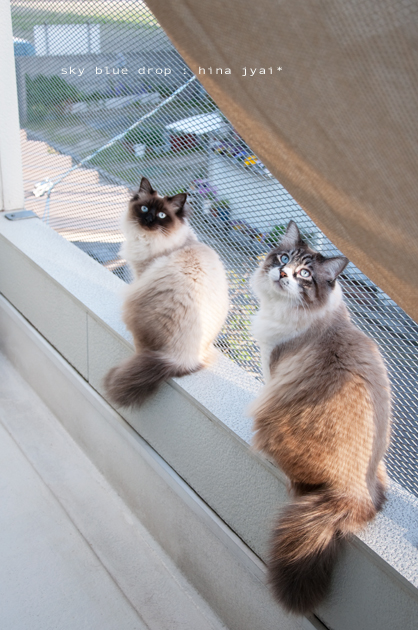 何故かたぬーが即答