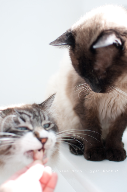 オーマイガー!!