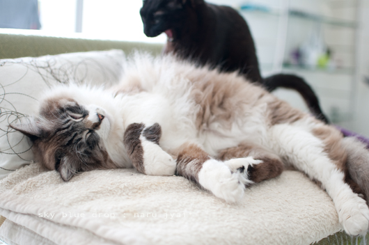 あくびも出来るなるとさん