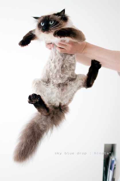 てやんでぇばーろーちくしょう