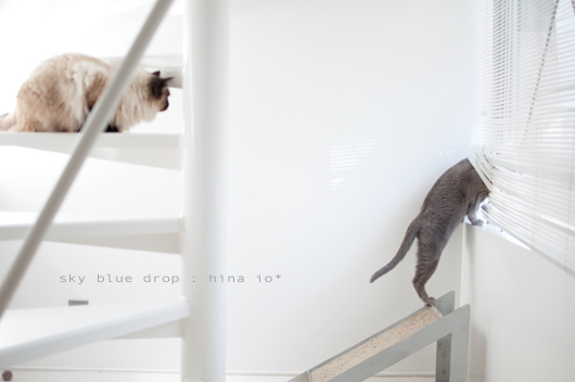 バキバキバキッ