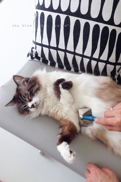 きもちよか〜♪