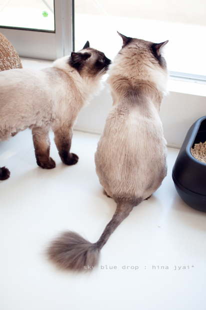 お邪魔女ひなちん