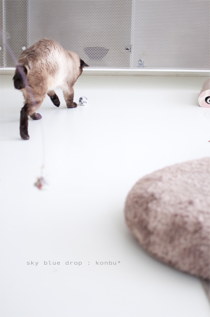 コレしか見えてません