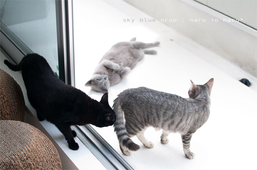 ねご？ラッコ？