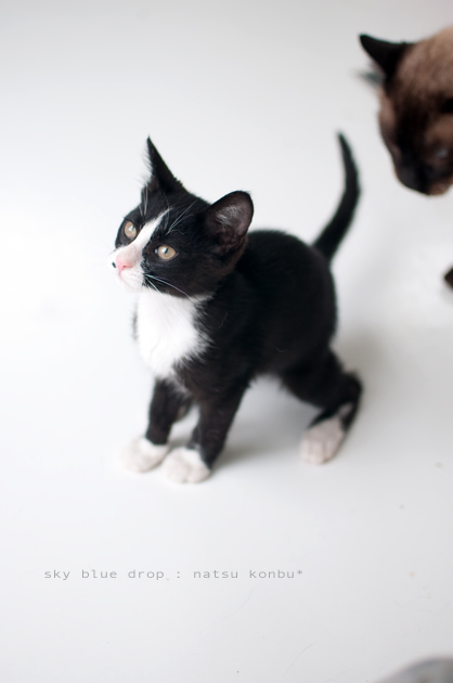 こんじぃも嗅ぐ