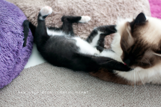 パパとぢゃなくてたぬきとナッちゃん3