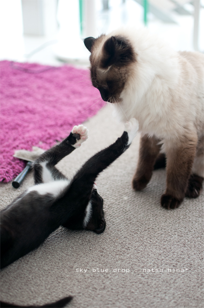 パパとぢゃなくてたぬきとナッちゃん4