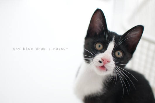 おせーてもらった。