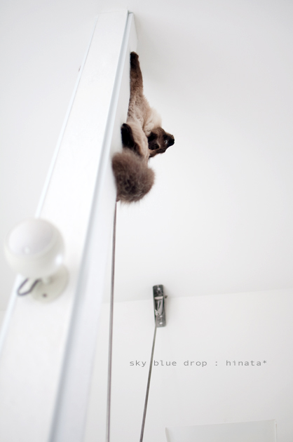 ココまで来てみんしゃーい！！