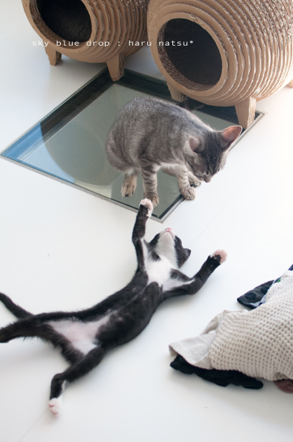 降参のポーズと思いきや