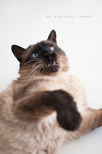 なにをするっ！！