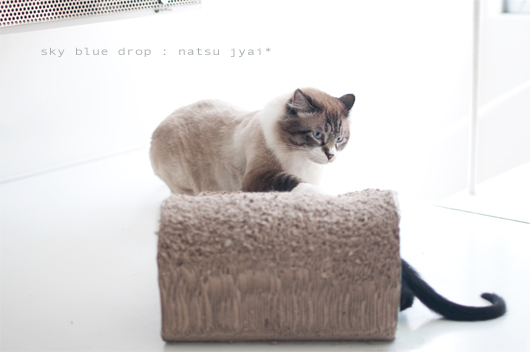 魅惑のちっぽ２