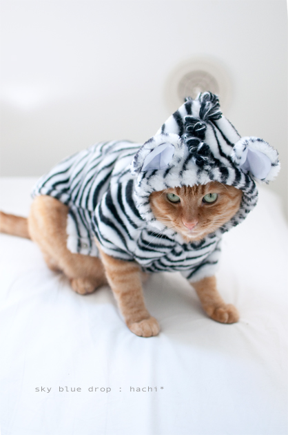 キラキラぢゃないはっちゃん