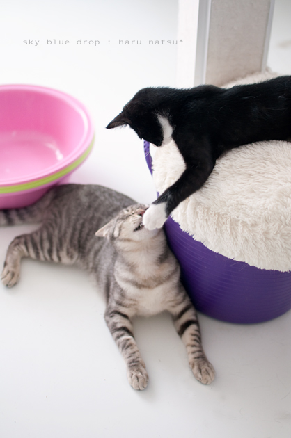 ハルナッちゃん2